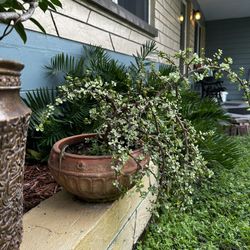 Jade Bonsai 7 Years Old