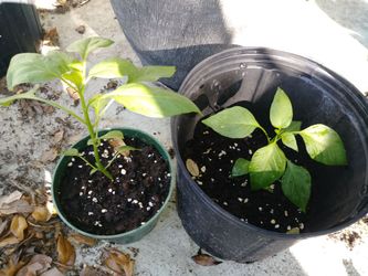 Hot and mild jalapeno plants