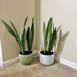Snake 🐍 Plants