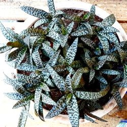 Rare Silver Squill Succulent  Starter Plant/ Indoor Plant / House Plant 