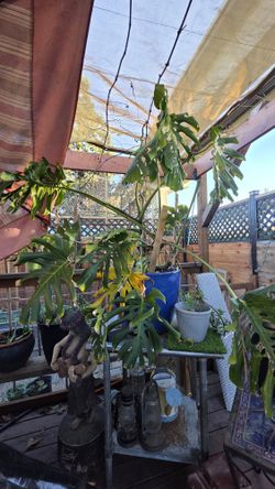 Huge Monstera Plant
