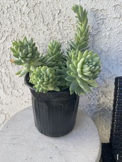 1 Gallon Pot Rare Succulent Plant - Sedeveria - Silver Frost - Rooted & Established - Drought Resistant - 🪴