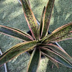 Mangave Kaleidescope Agave Hybrid Cactus Succulents