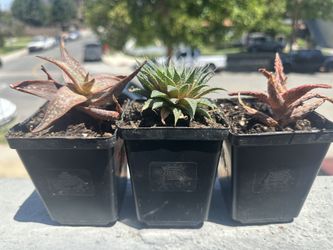 Plants Aloe