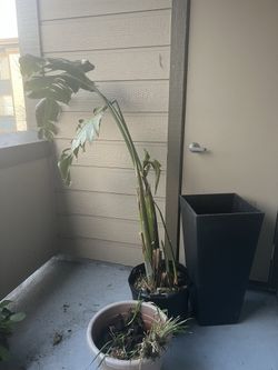 Plant
