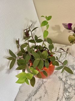 2 Different Tradescantia plant