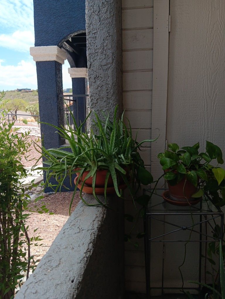 Aloe Vera Huge Plant With Plastic TERRA Cotta Pot , Clay Dish. 