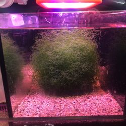 Clean Chaeto Macro Algea Chaetomorpha