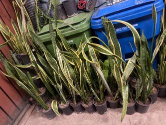 Snake plant