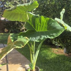 Big Ears Elephant Plant 
