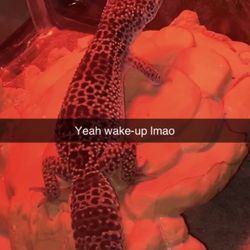 Leopard Gecko