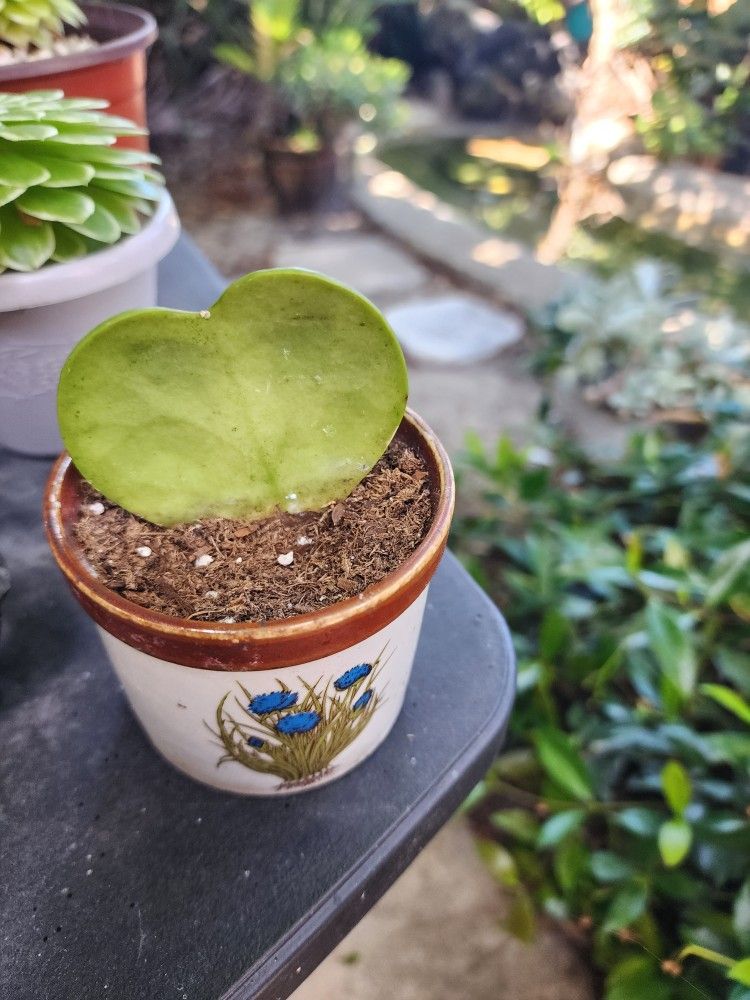 HOYA HEART IN POT $10 SAN LORENZO. SKYLINE SUCCULENTS
