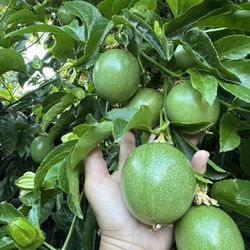 Purple Passion Fruit Vine Big Fruit Variety