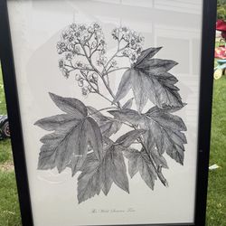 Framed Print 