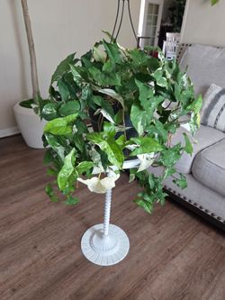 $35 Variegated Syngonium 🌿 with 8" hanging pot