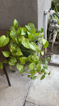 Pothos plant