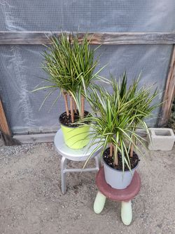 Dracaena Dragon Plant 8" Nursery Pot