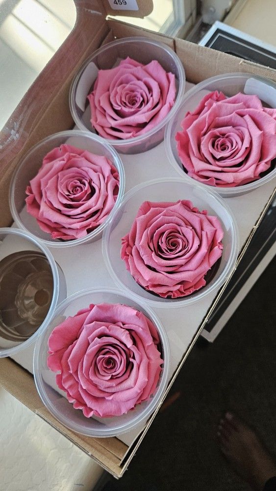 Pink Forever Roses Pink (5)