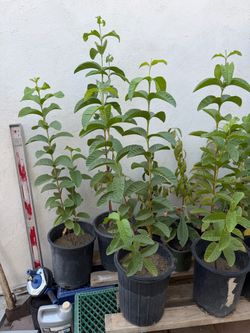 Guava Trees/ Guayabos