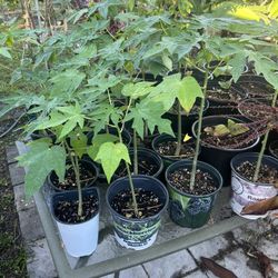 Papaya Trees 