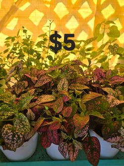 Polka Dots Plants