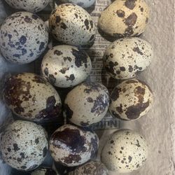 Quail Eggs