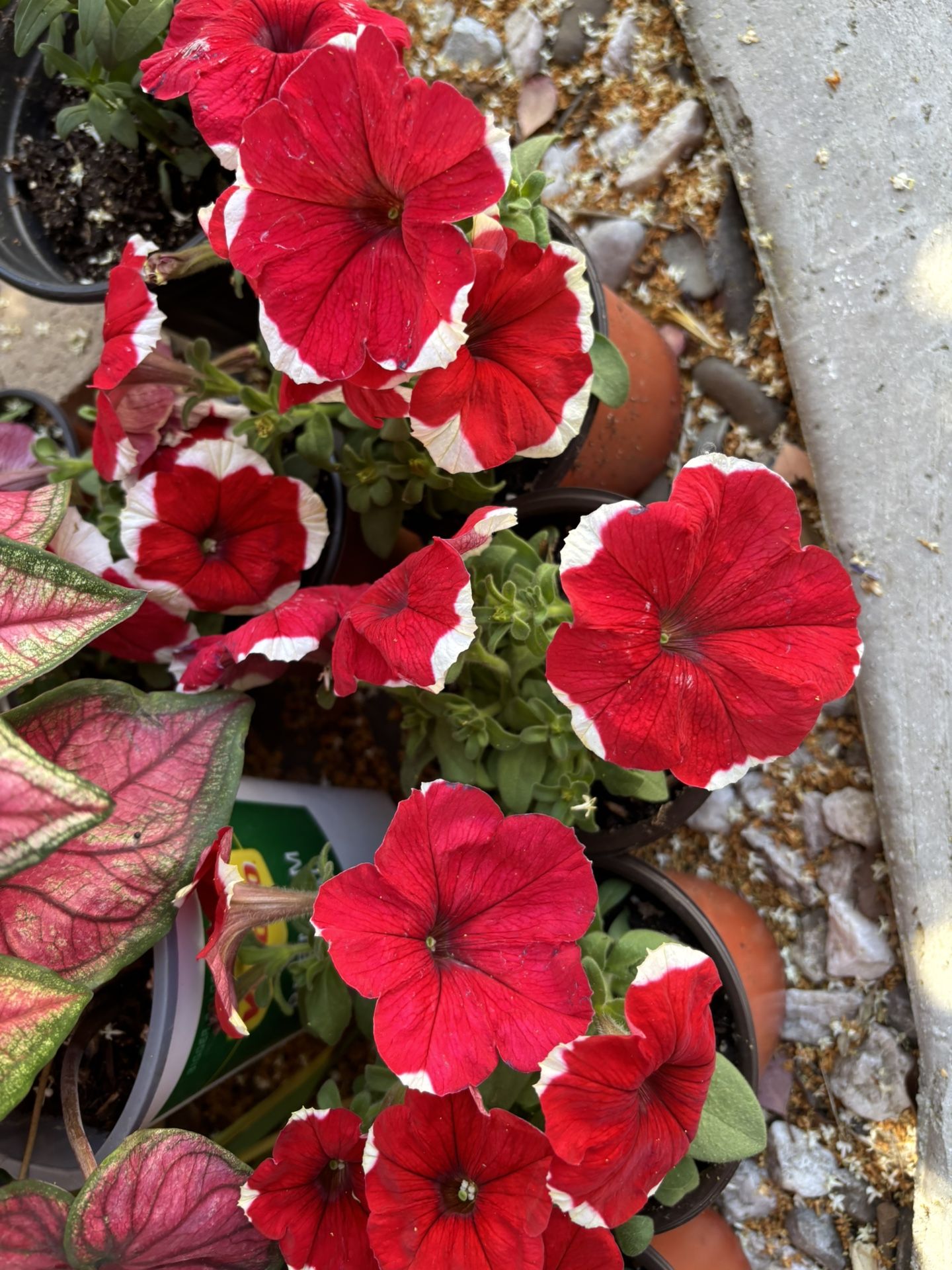 Picotee Petunia ,5 - 6 Inch Pots