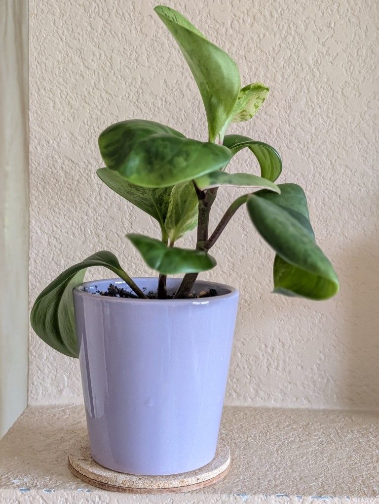 Healthy Beautiful Indoor Plant(Peperomia)
