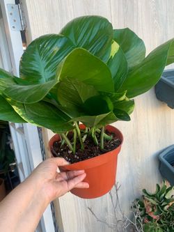 Hawaiian photos big leaf.  Indoor plants