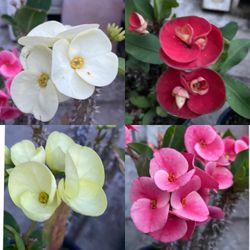 Plantas De Coronas De Cristo Flor Jumbo , En Maceta De 1 Gallon $55 Cada Planta  Plantas De Puro Sol  Pick Up Only