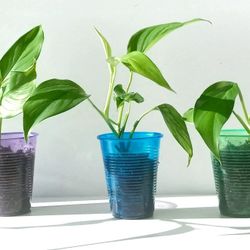 Rare Aroid Monstera Lechleriana Plant/ House Plant / Indoor Plant Flower Patio Garden 