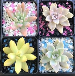 PARTY FAVORS succulent plants