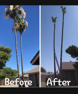 Palm Tree Trimming!! *Hablo Español*