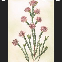 1820’sBeautiful Vintage Botanical Print  Matted Frame 