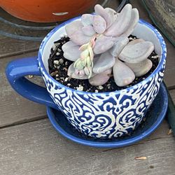 Succulent 