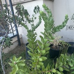 Plants 🪴 Plz Read Description Fully