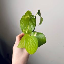 Golden Pothos 2“ pot Live plant indoor