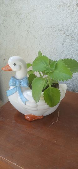 Plantas varies