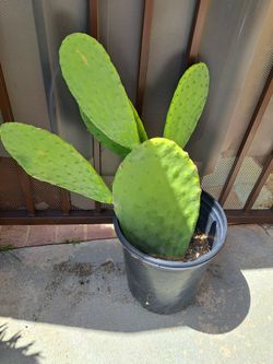 Pencas De Nopal
