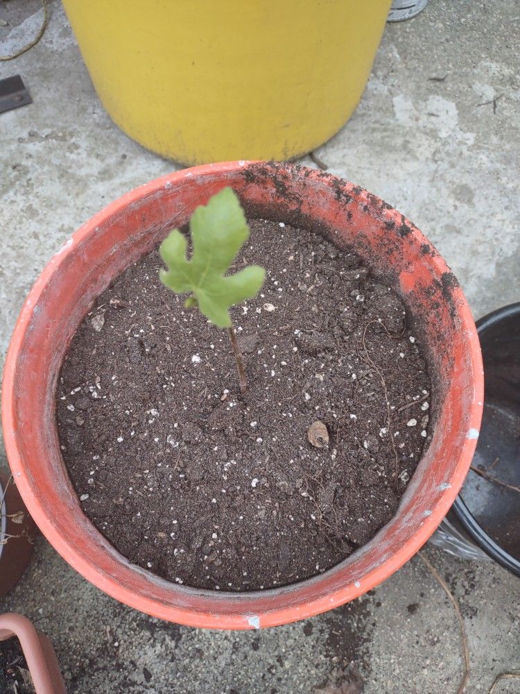 Fig Tree