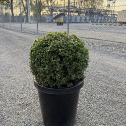 Boxwood Globes