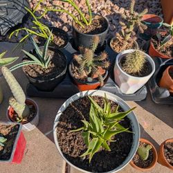 Cacti And Succulents $5-$40.00 Depending On Size