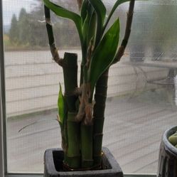 Lucky Bamboo