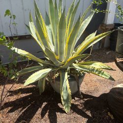 Huge Maguey Pot
