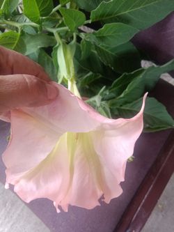 Plantas, trompeta de ángel