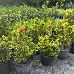 HOME PLANTS- SPECIAL PRICE IXORA 3 GL