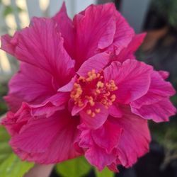Double Petal Hibiscus 