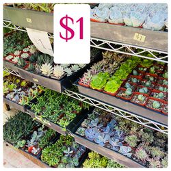 Plants (2”pot🌿$1 succulents & 🌵 cactus)