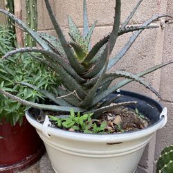 Alovera Plant 
