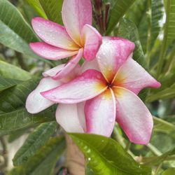 Plumerias Cuttings  